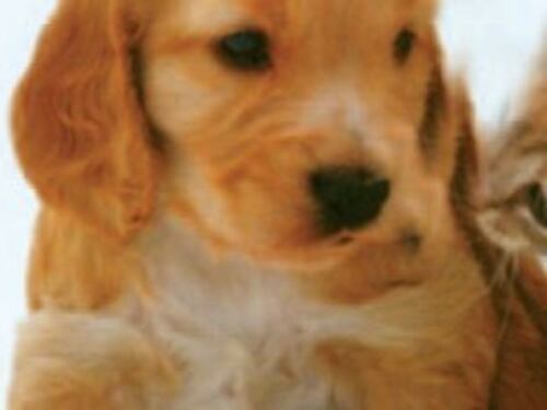 Condominio: come funziona se vuoi avere un cane in casa
