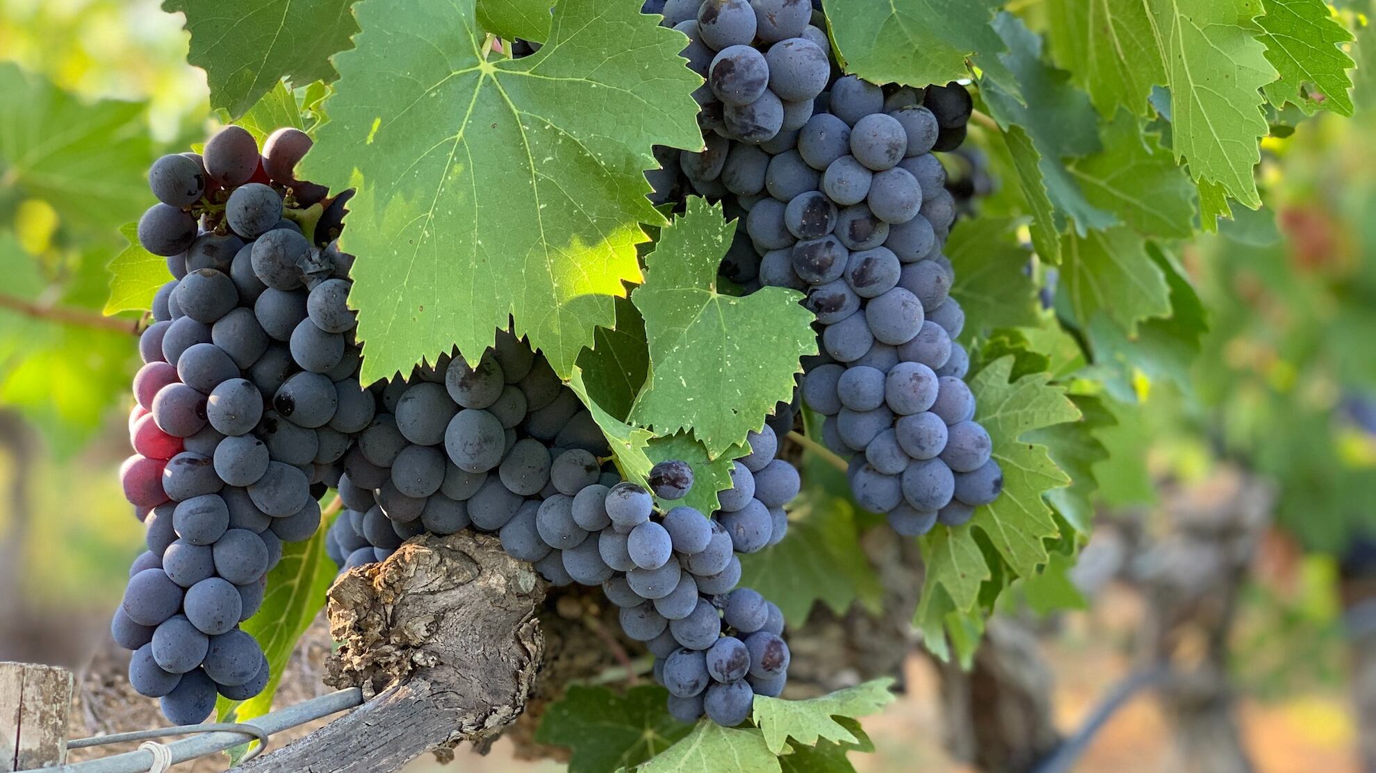Brunello di Montalcino: storia del tesoro della Val d'Orcia
