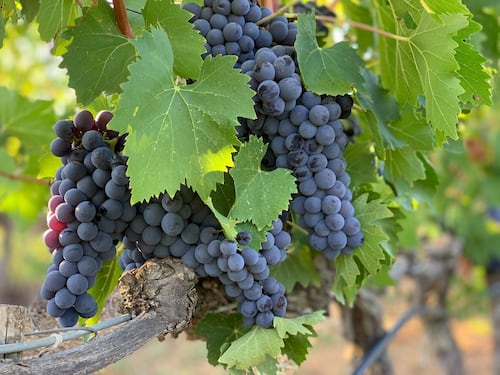 Brunello di Montalcino: storia del tesoro della Val d'Orcia