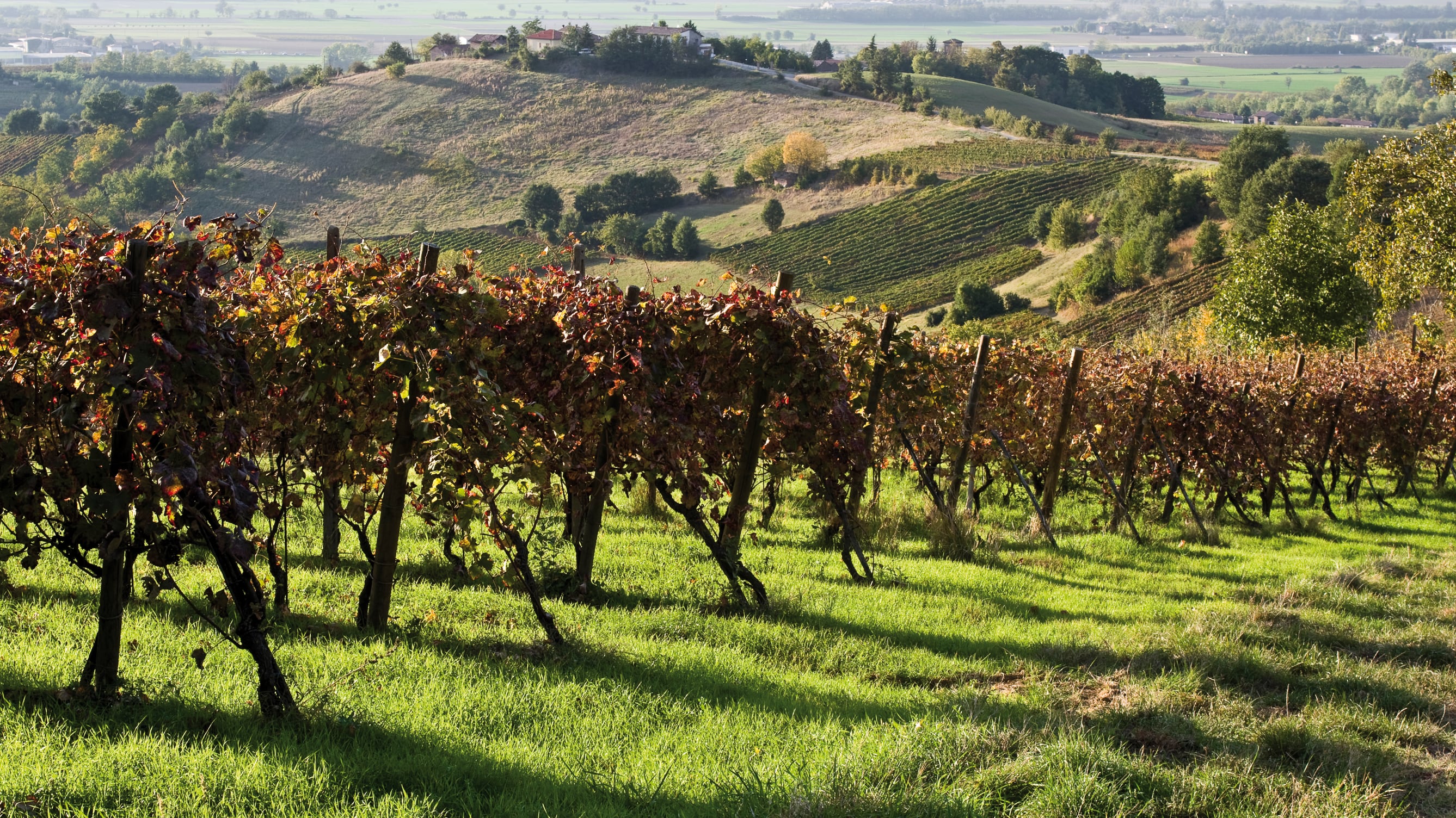 Verdicchio Doc? No, vino qualunque: maxi sequestro a Perugia