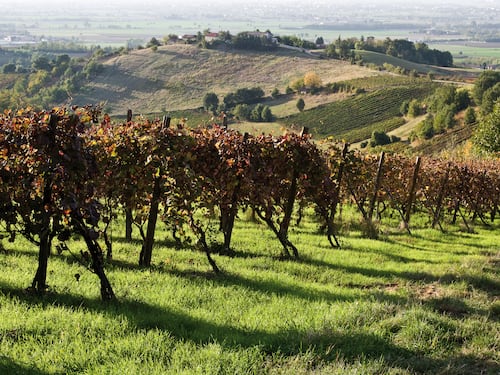 L’afa cambia il vino: più qualità. E la vendemmia parte in anticipo