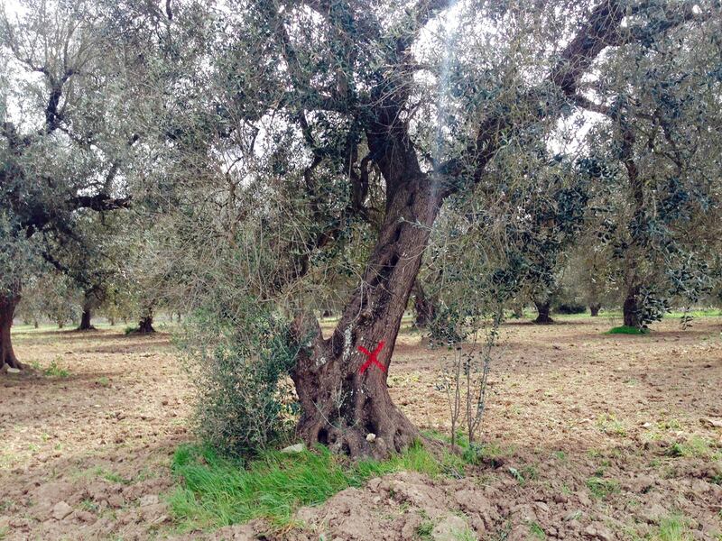 Xylella, ruspe negli uliveti di Oria. Gli ambientalisti tentano il blocco 5