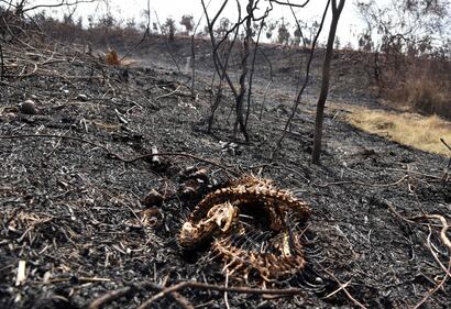 Incendi in Bolivia, le immagini della devastazione 6