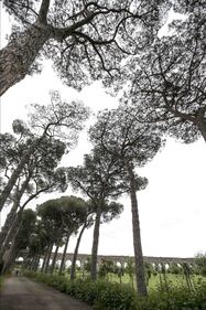 Le meraviglie di Roma: i pini marittimi in città 2