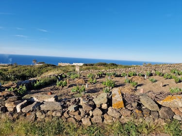 Mare, vigneti e tradizioni: il tesoro di Pantelleria 13