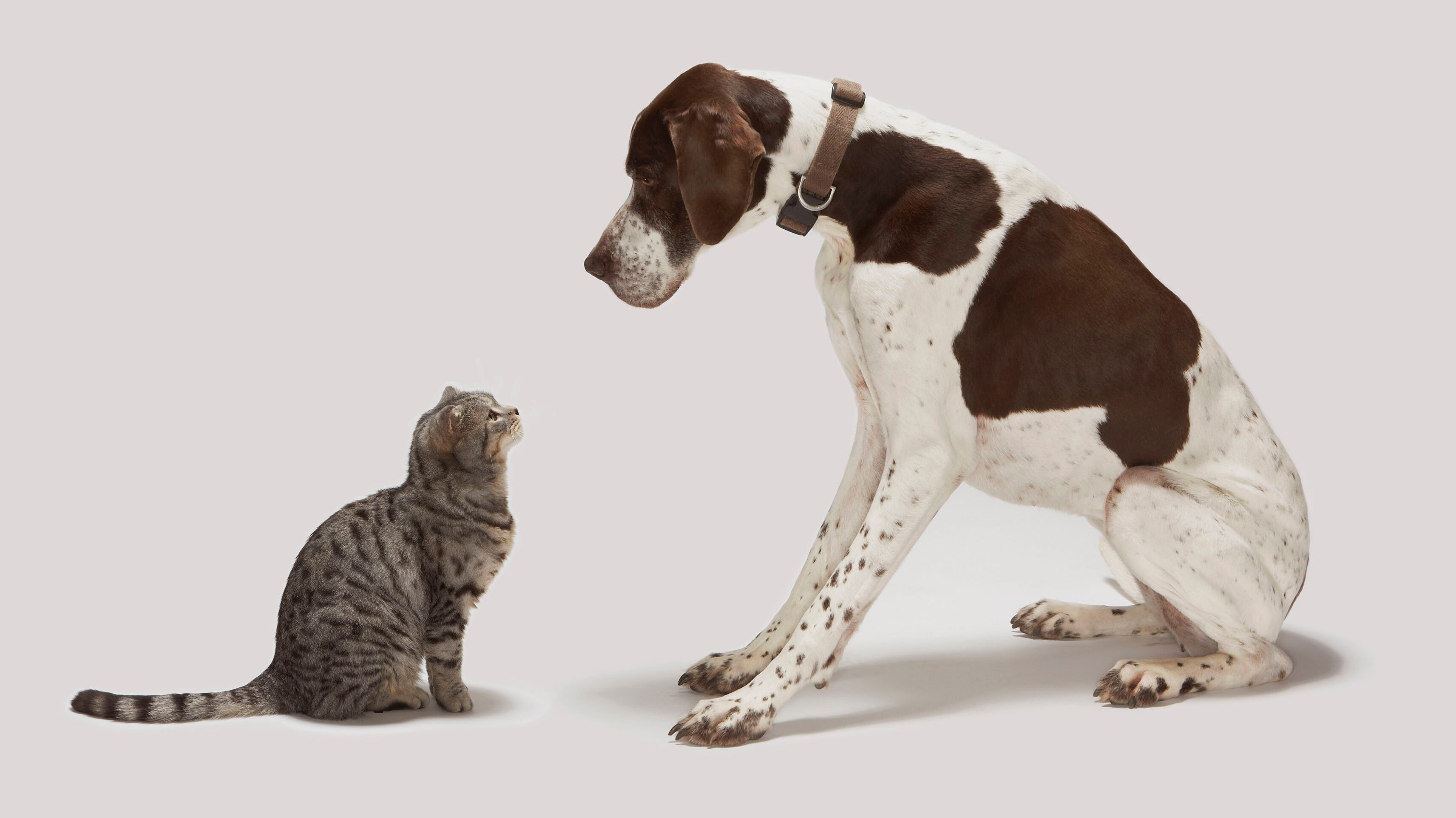 Buttons e Kitty, la vita da fratelli di cane e gatto