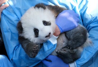 Lo zoo di Berlino presenta due cuccioli di panda giganti "Meng Yuan" e "Meng Xiang" 2
