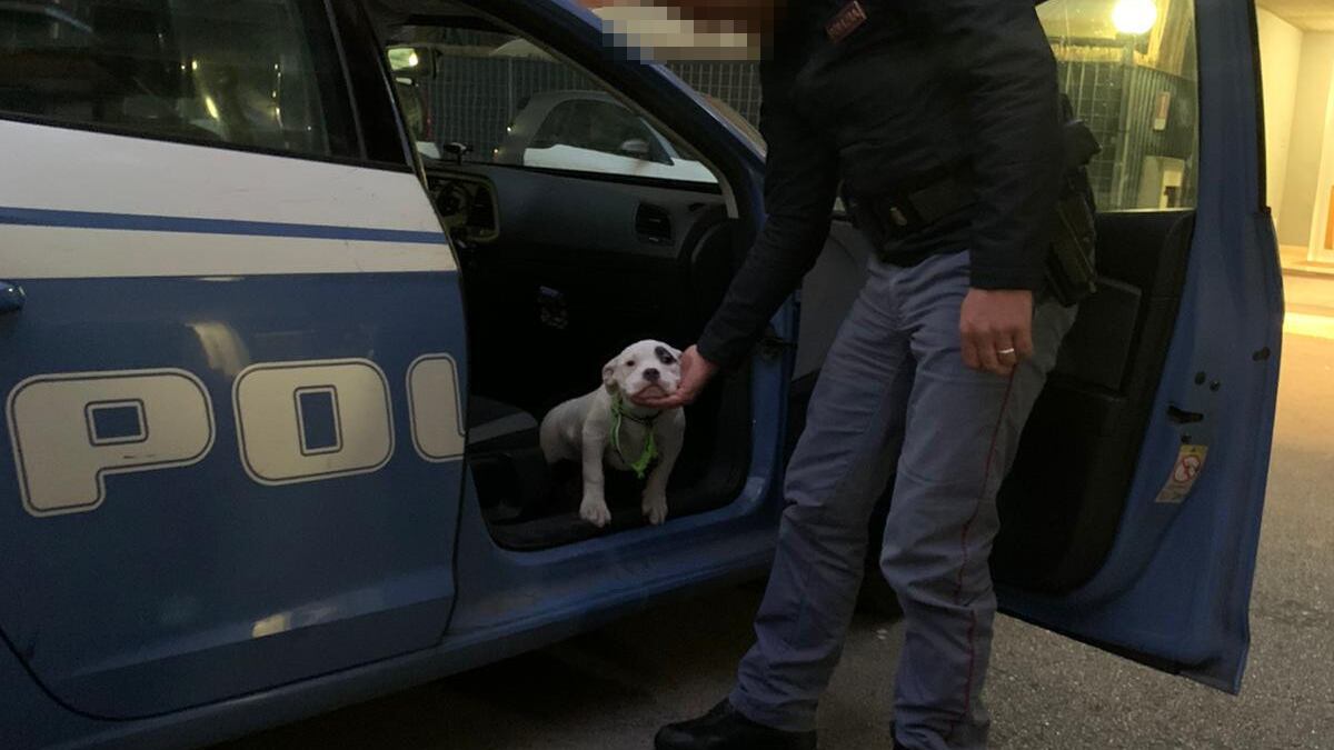 Cerveteri, le muore il cane: la sorpresa del nipote alla nonna