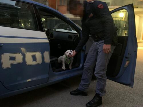 Cerveteri, le muore il cane: la sorpresa del nipote alla nonna