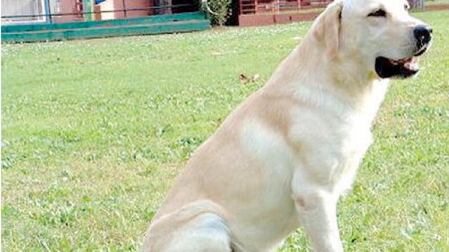 Siete dinamici o pantofolai? Guida per scegliere il cane