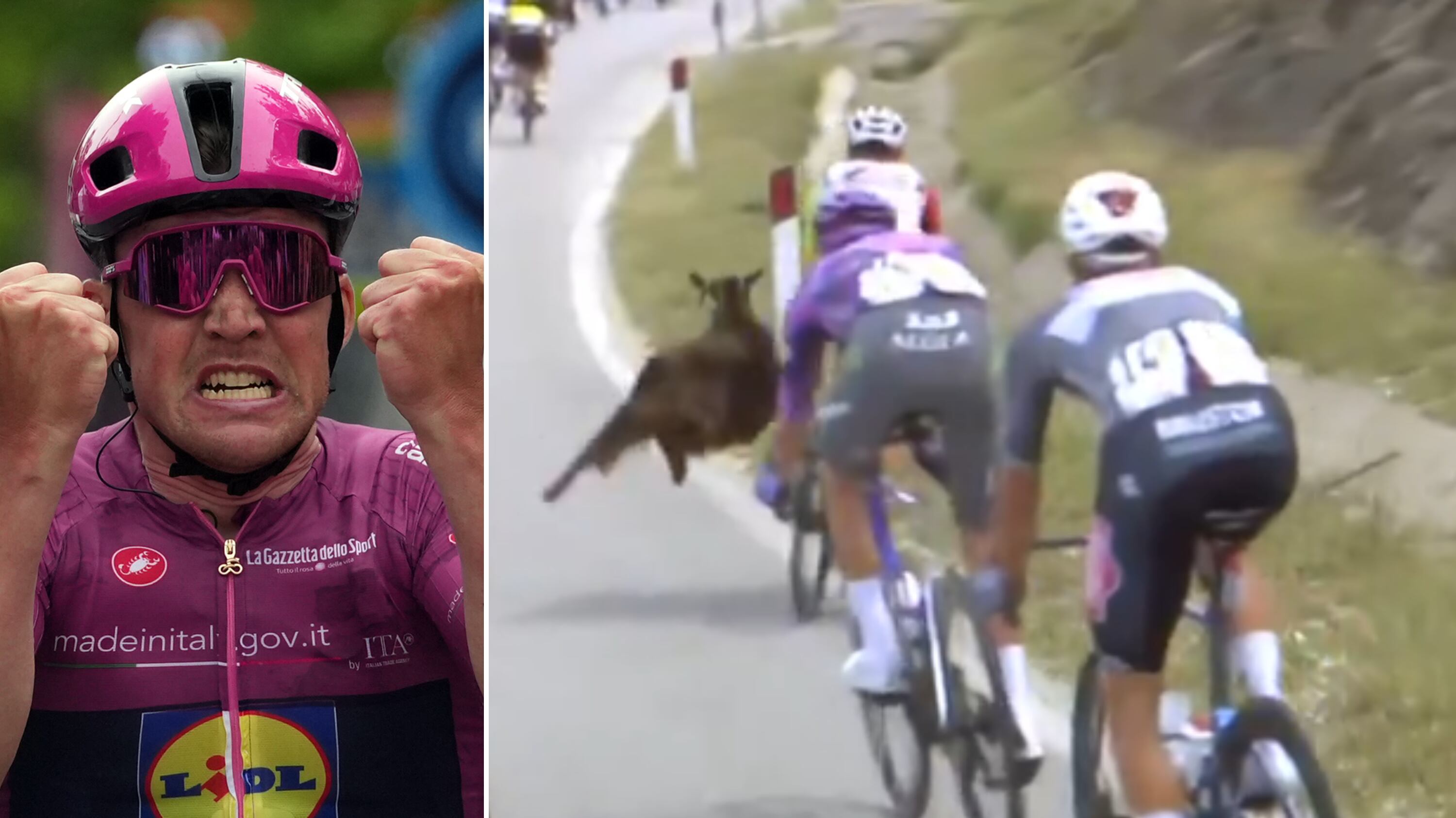 Giro d'Italia, nonostante le capre volanti Pedersen vince e si riprende la maglia rosa a Valona