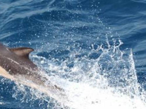 Lecce, allarme per carne di delfino spacciata per tonno