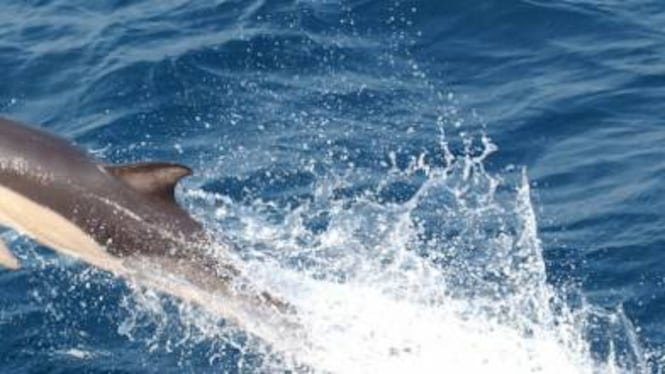 Lecce, allarme per carne di delfino spacciata per tonno