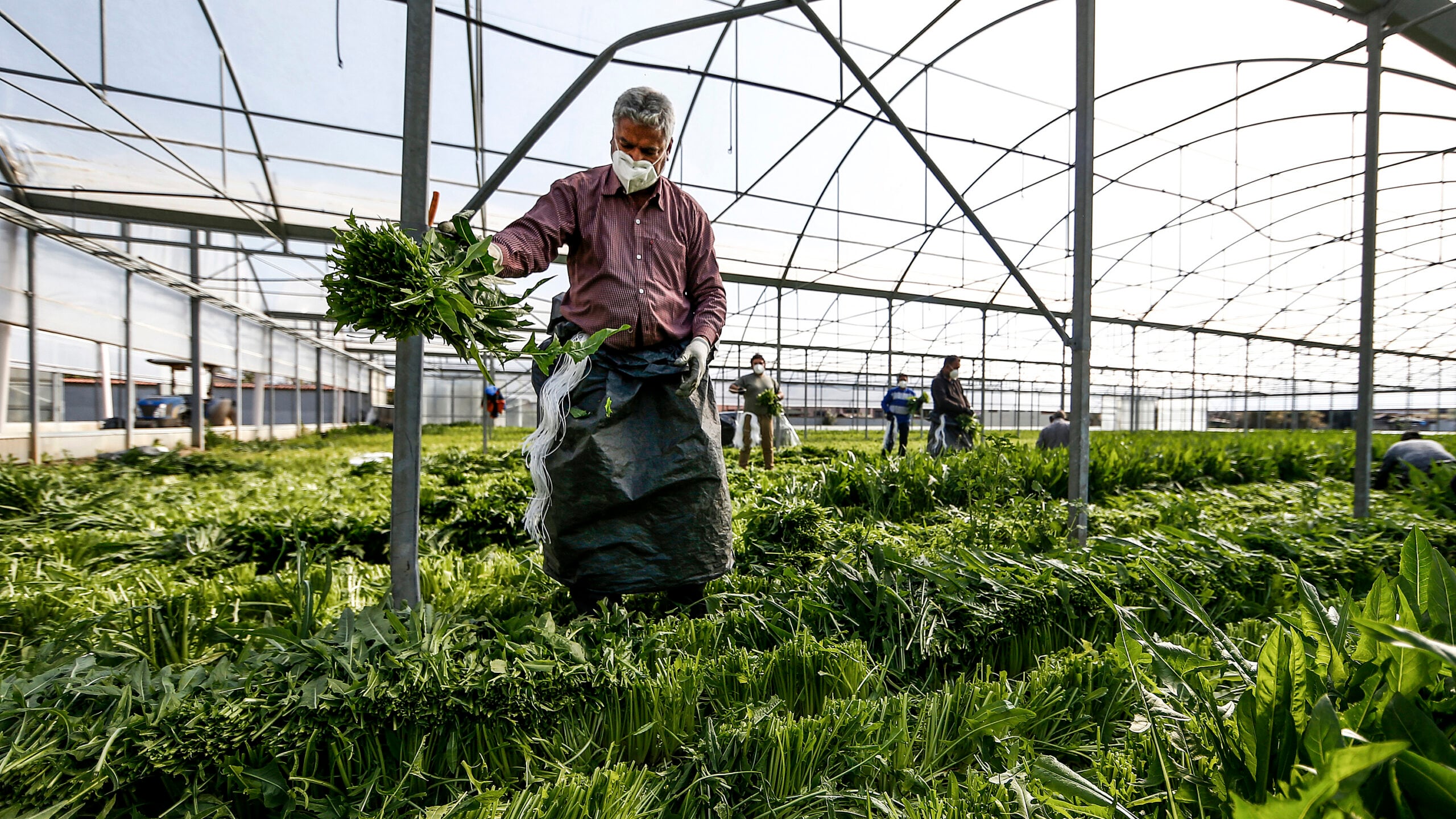 "Aiuti ai giovani e tutele sui costi: così aiutiamo l'agricoltura"