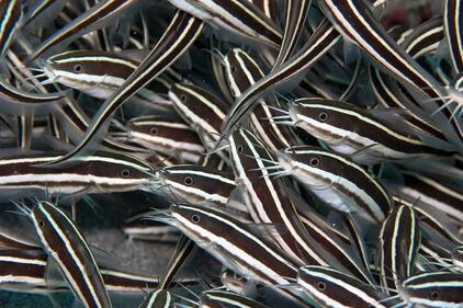 Le immagini delle specie aliene invasive 6