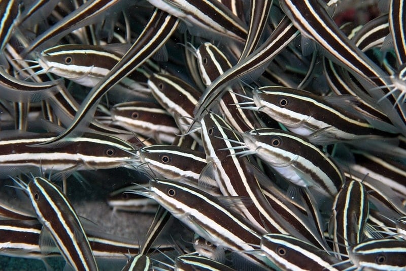 Le immagini delle specie aliene invasive 6