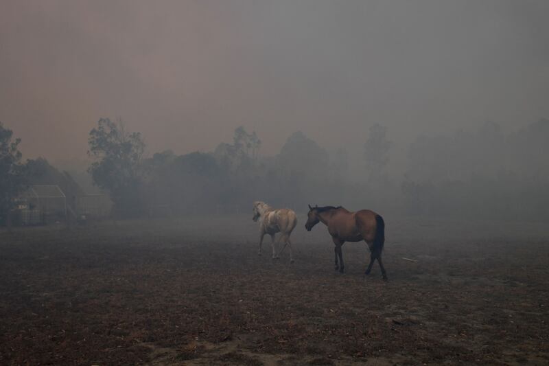 L'Australia devastata dagli incendi 12