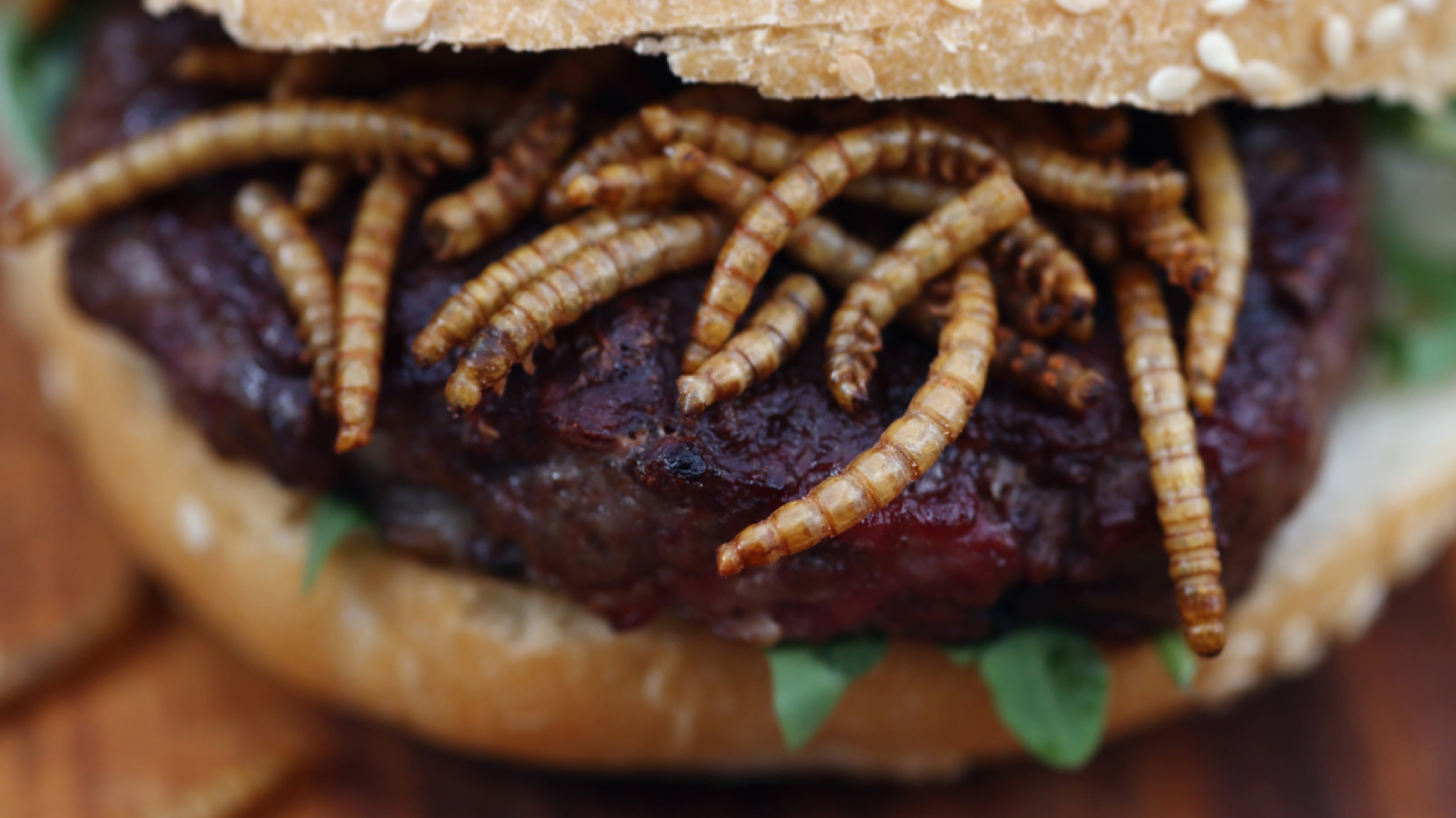 L'hamburger? È di larva In Svizzera gli insetti volano al supermercato