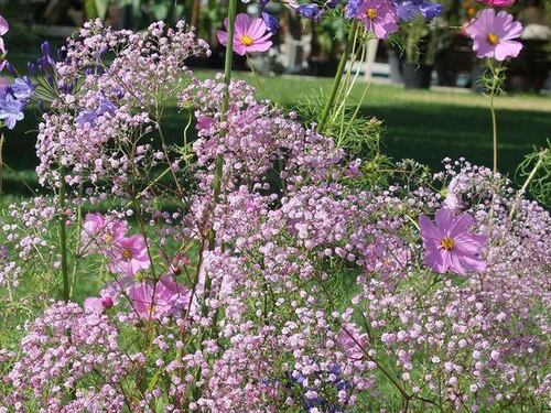 Giardini Arte Fiori Forte GAFF: il giardino che fiorisce dal mare