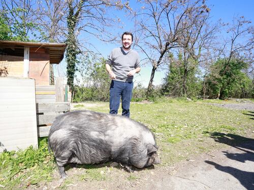 Salvini alle prese con un maiale nel campo Rom