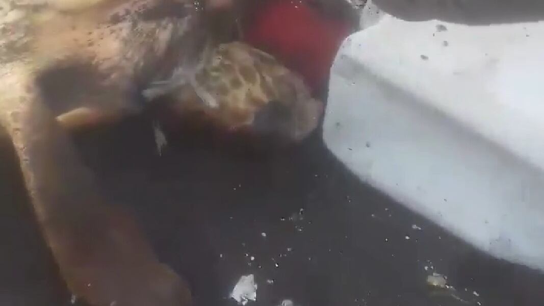 Tartaruga incastrata in un fusto di plastica salvata a Castellammare