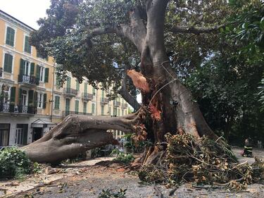 Crolla albero su Aurelia a Sanremo 5