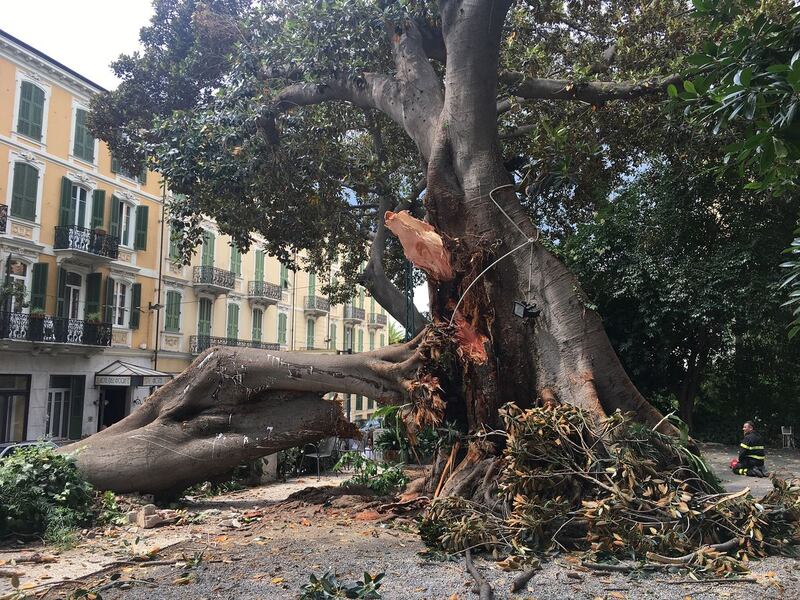 Crolla albero su Aurelia a Sanremo 5