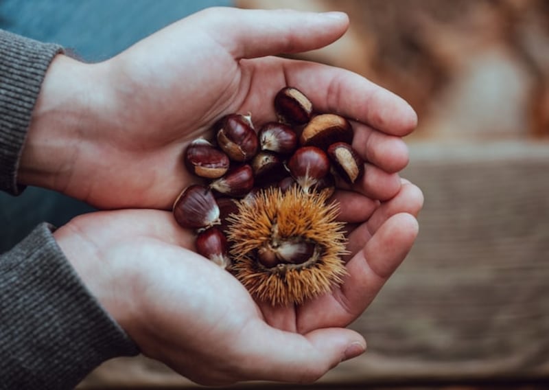 Castagne con riccio