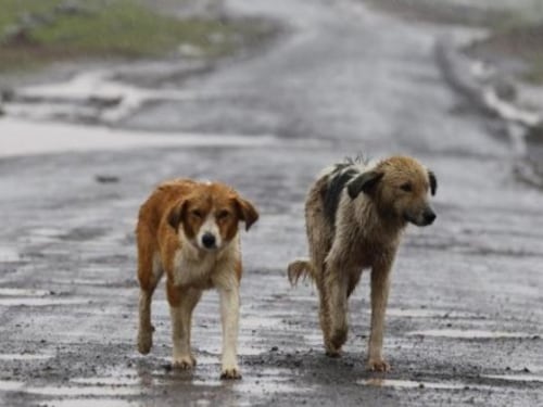 Lecce, cane provoca incidente. Asl condannata a pagare