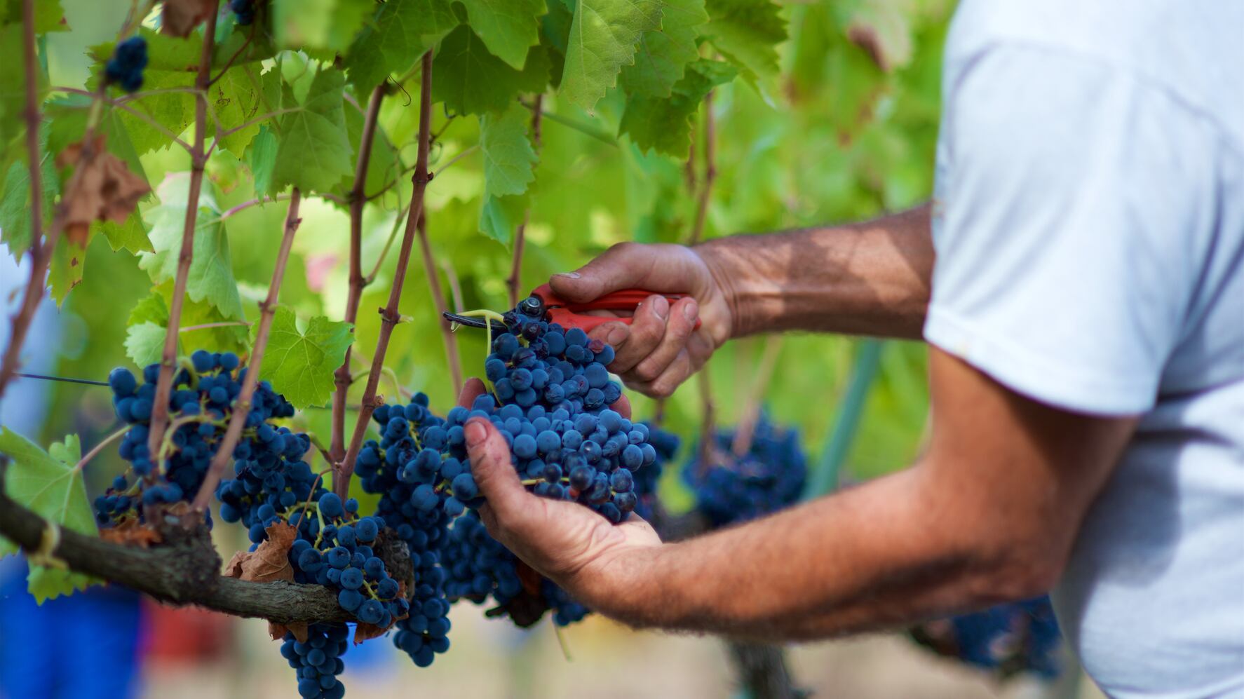 Vino, tra peronospora e clima: come sarà la vendemmia 2023
