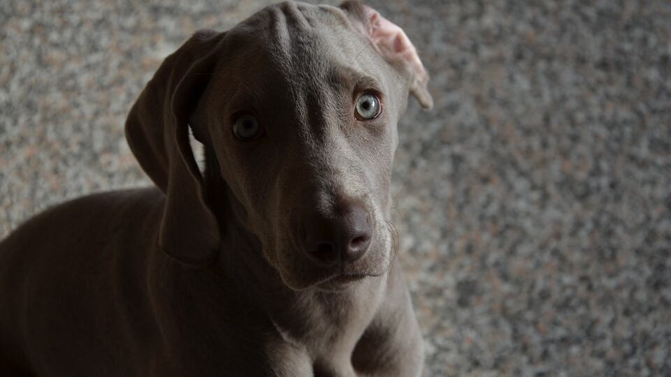 Allevatore condannato: ha ucciso il cane con il collare elettrico