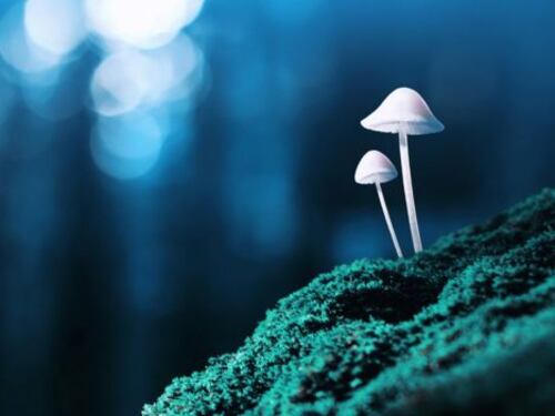 I funghi magici che risvegliano dalla depressione
