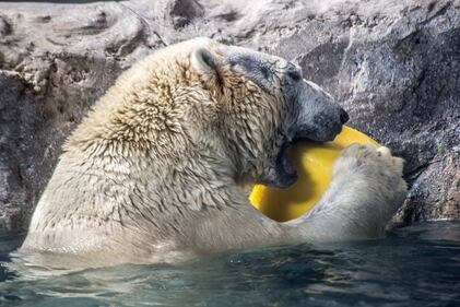 Orso polare in Brasile 9