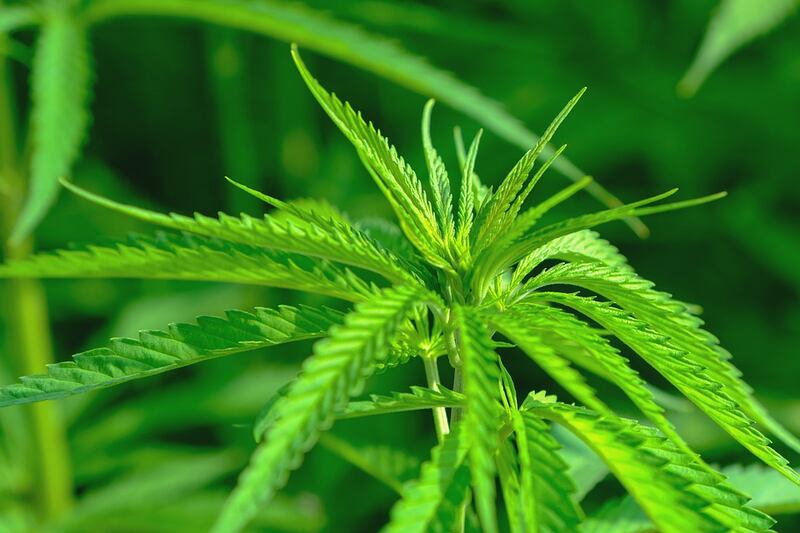 canapa sativa