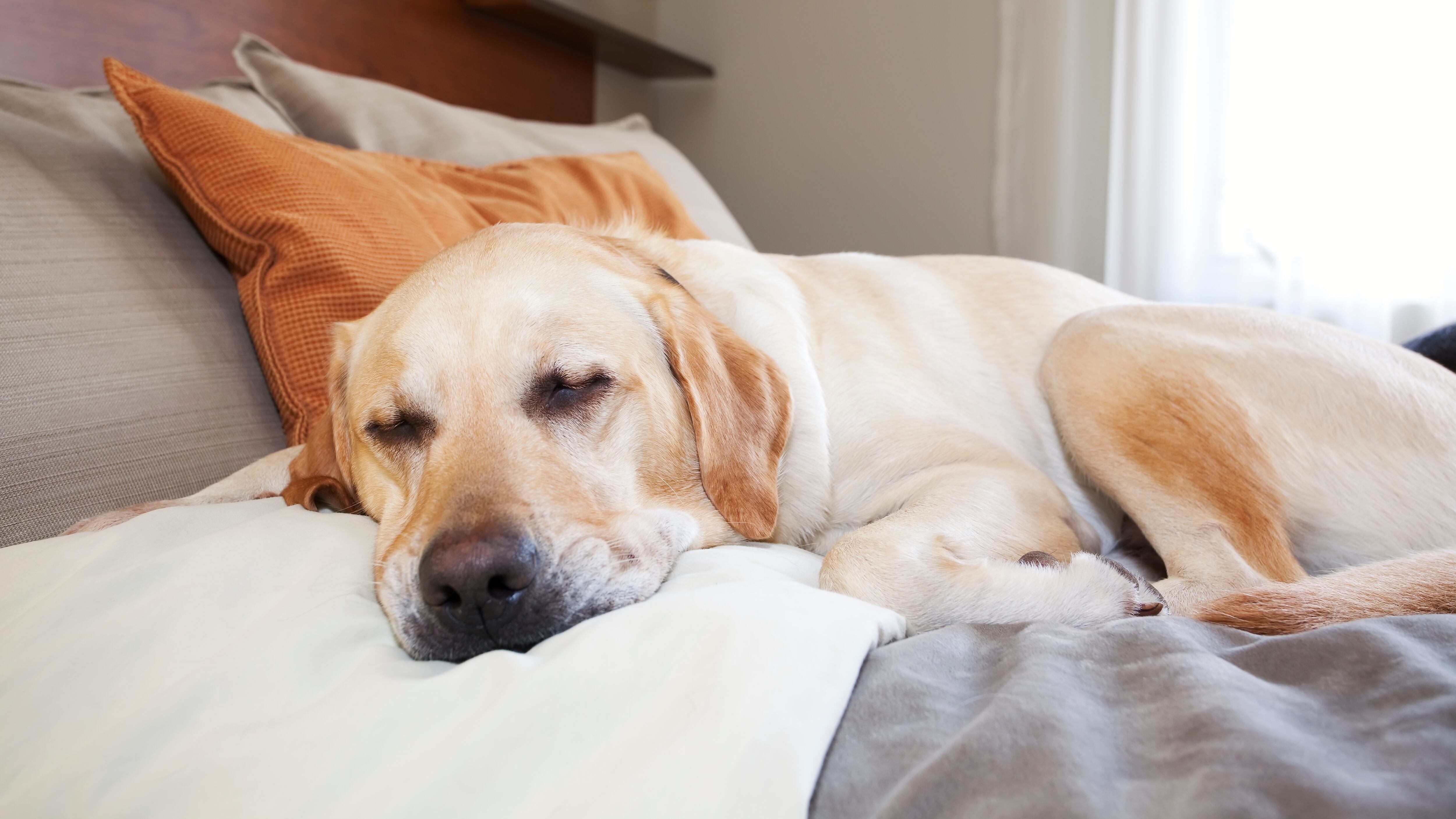 L'aspirina che ci cura è una trappola per Fido