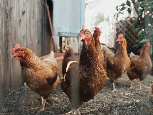 Anche le galline nel loro piccolo si riconoscono allo specchio (e non sbagliano)