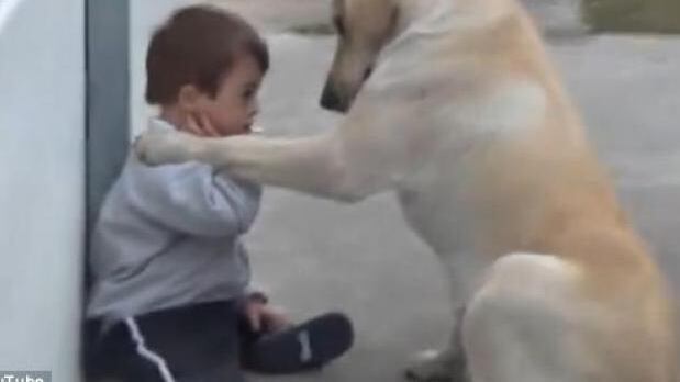 Herman, il bambino coccolato più dal cane che dalla mamma