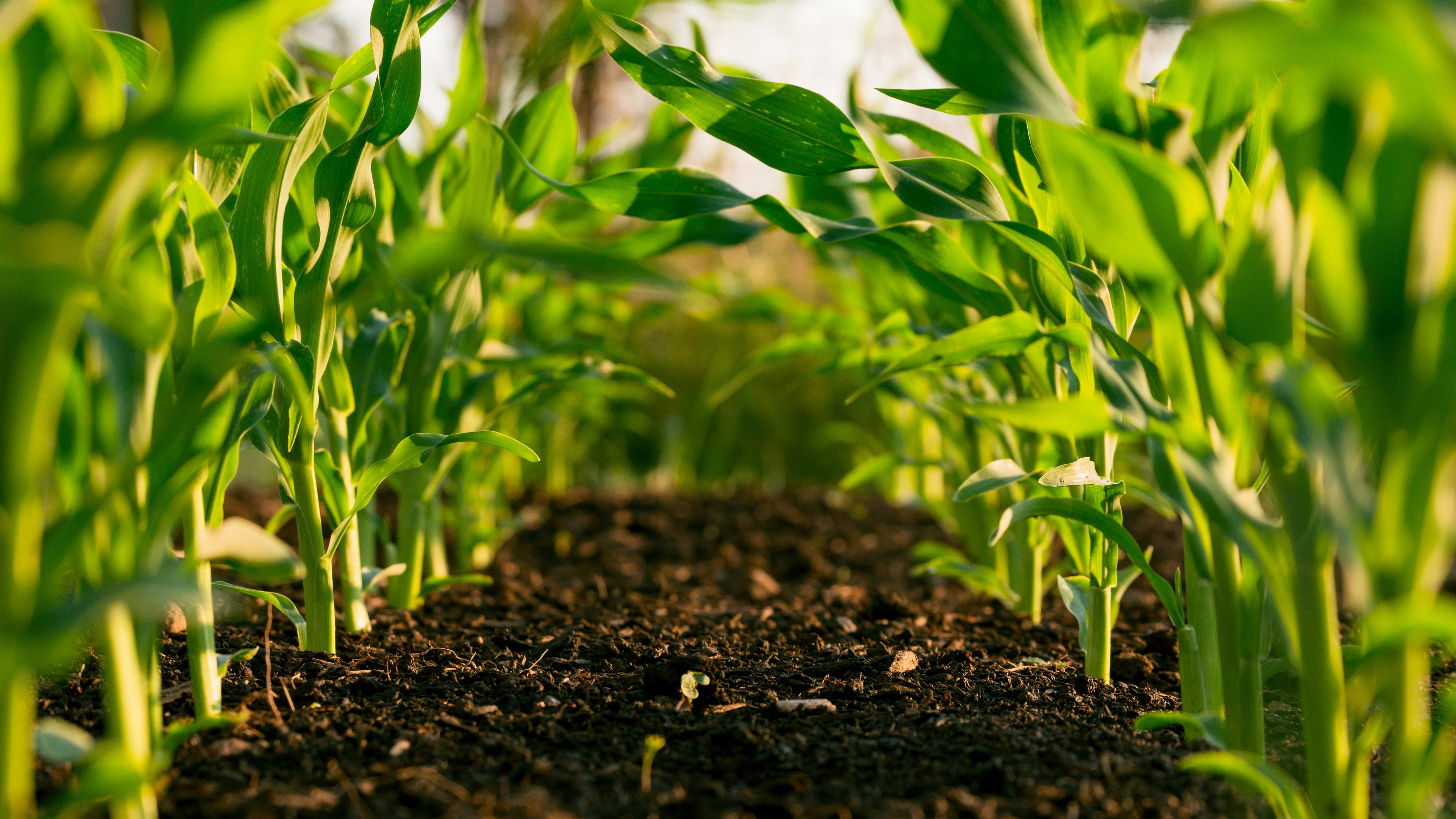 Choc per l'agricoltura: su i prezzi dei fertilizzanti, rischio salasso sulla spesa