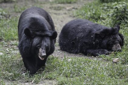 Gli orsi della Luna, salvati dall'Animal Asia Foundation 3