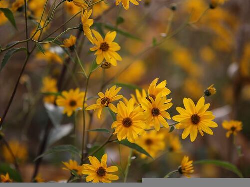 Arnica, alleata per la bellezza di pelle e capelli