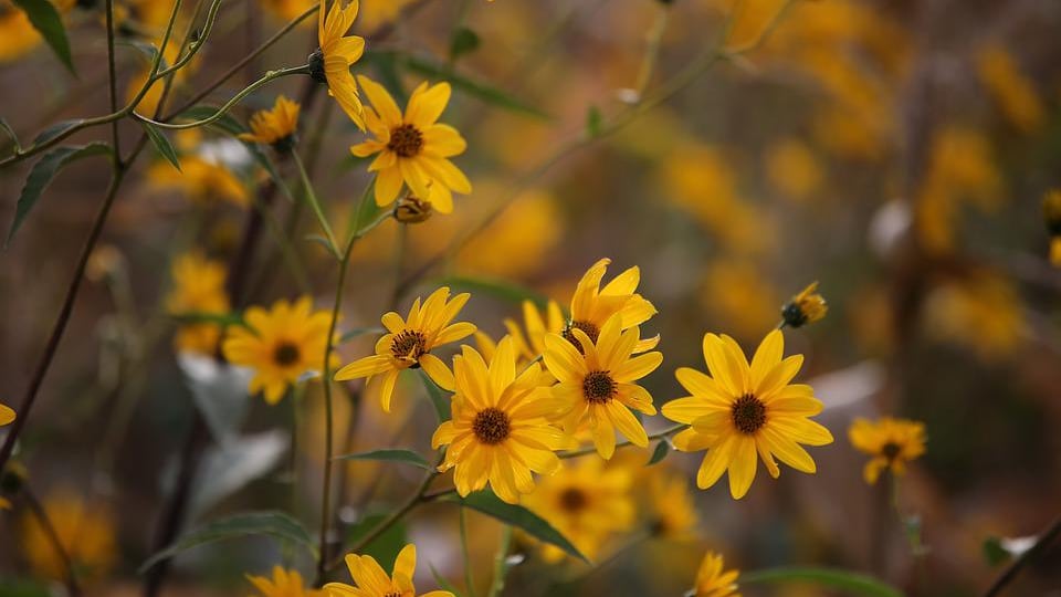 Arnica, alleata per la bellezza di pelle e capelli