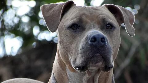 Fermo, pitbull azzanna alla testa bimba di 6 mesi. La piccola è grave