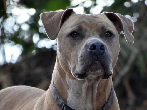 Fermo, pitbull azzanna alla testa bimba di 6 mesi. La piccola è grave