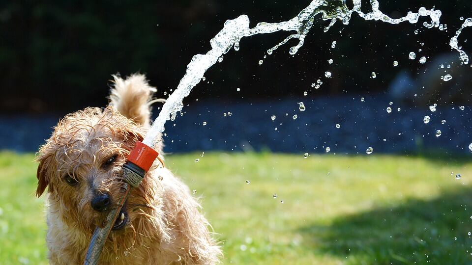 Anche i cani seguono le mode La "carica dei 101" non piace più