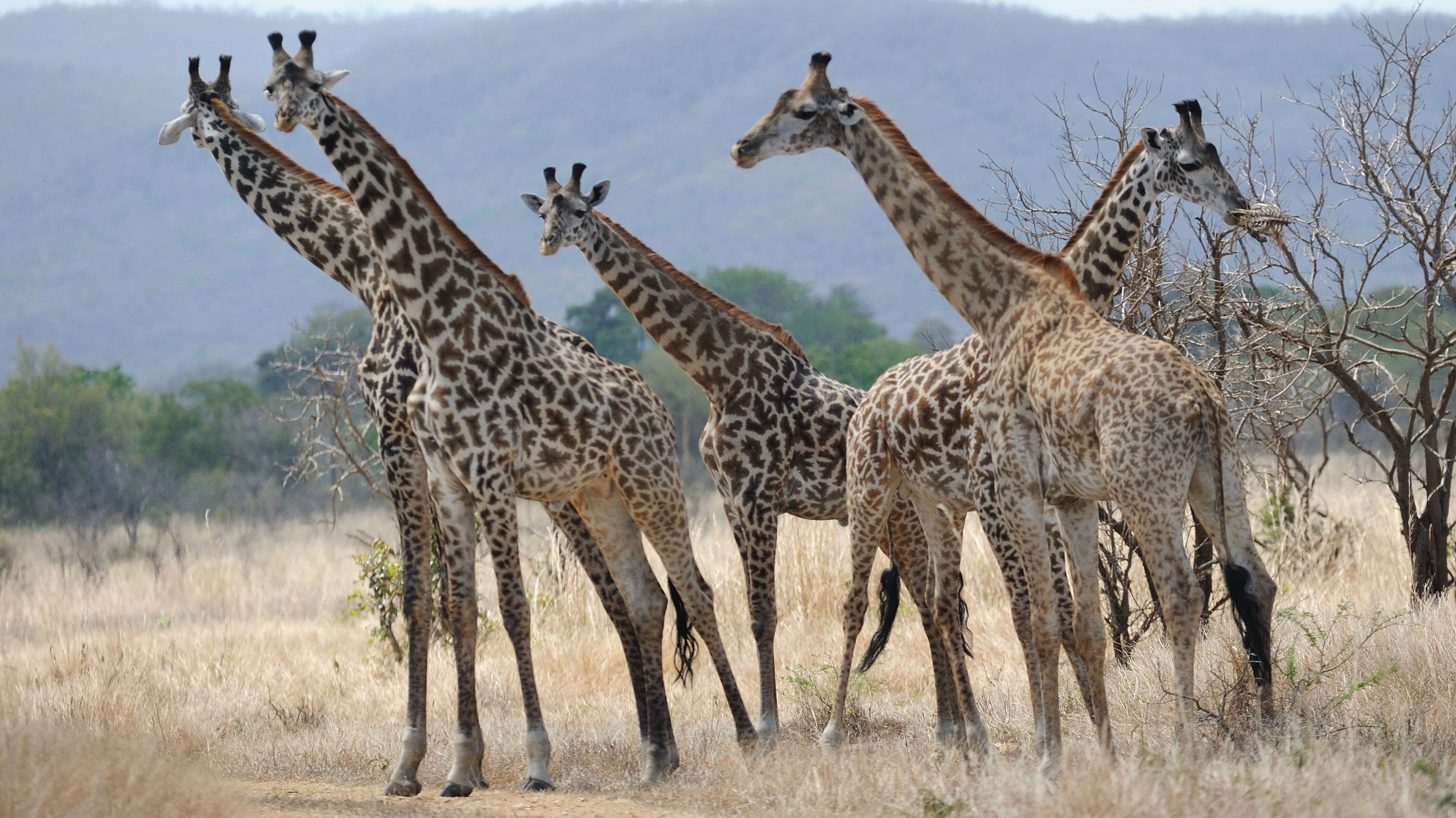 La lunga battaglia per salvare le giraffe dall'estinzione