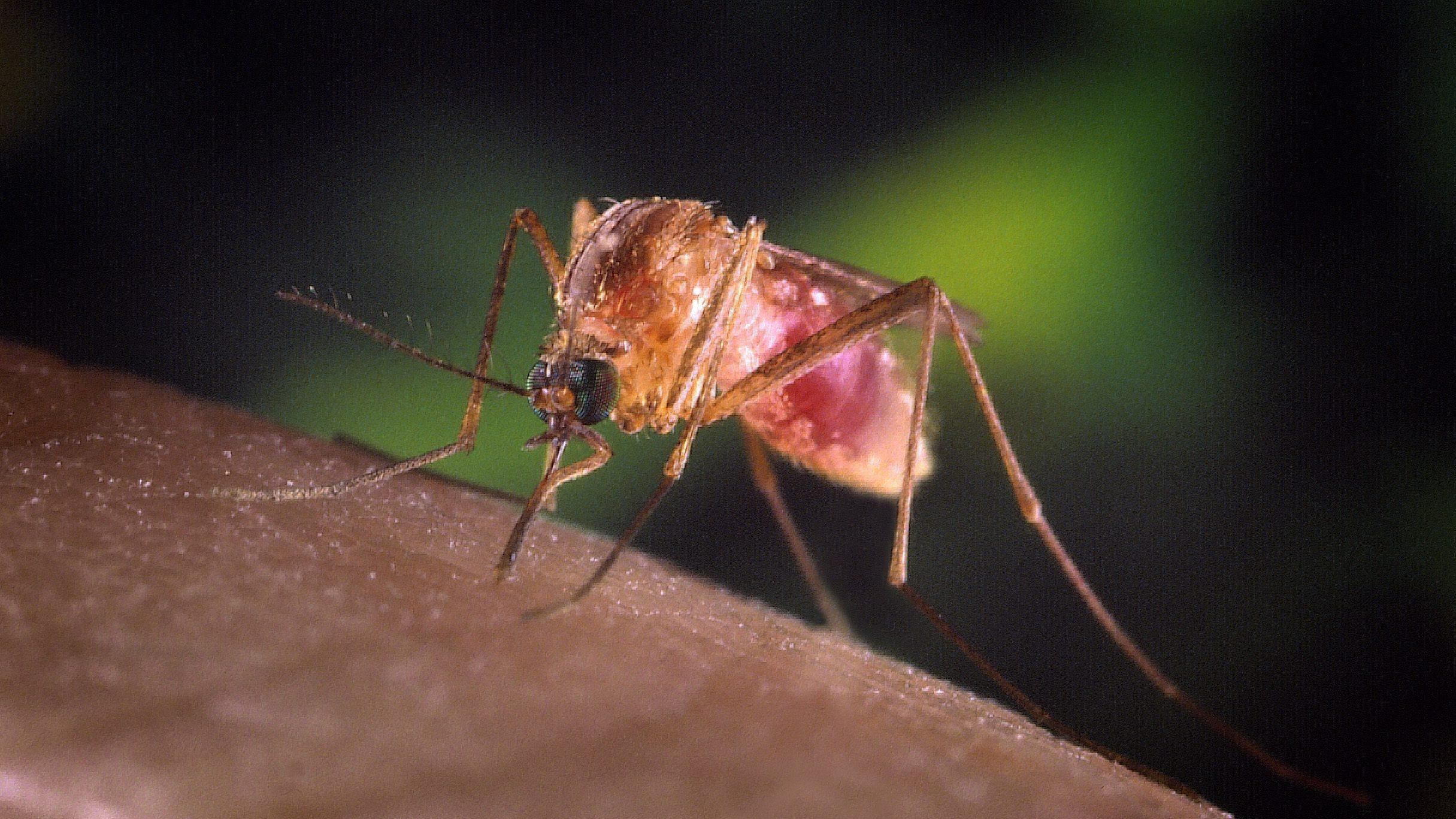 West Nile, tre vittime: due nel Lazio, una in Campania