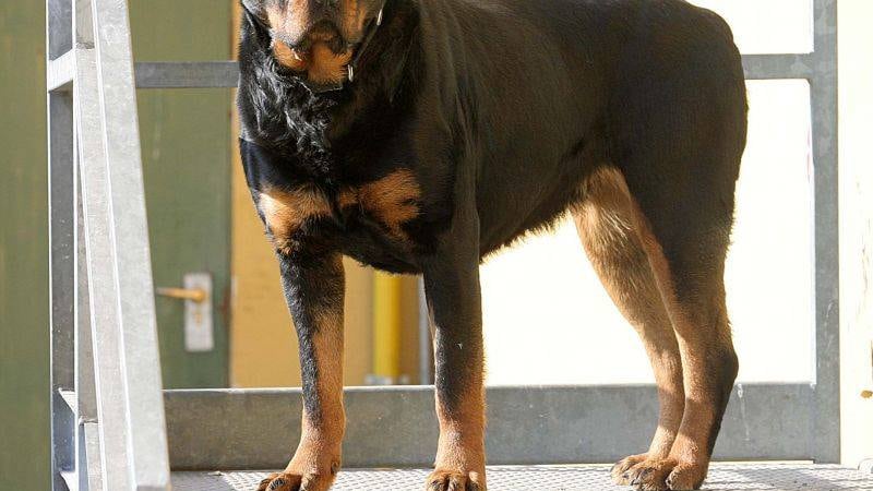 Fratellini azzannati dal rottweiler della nonna a Roma: i bimbi sono ricoverati in gravi condizioni