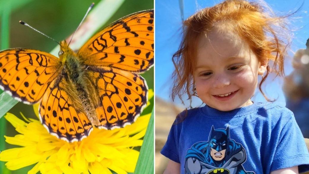 Una farfalla arancione si chiamerà Ariel in memoria del piccolo Bibas
