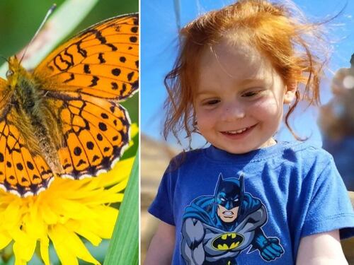 Una farfalla arancione si chiamerà Ariel in memoria del piccolo Bibas