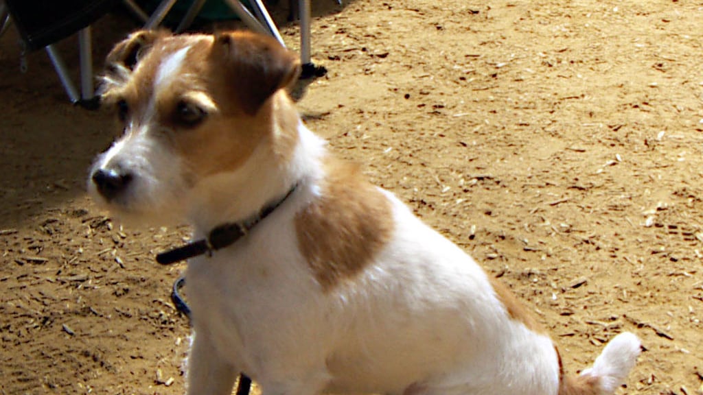 Abbaia ai neri in spiaggia. E pure il cane diventa "'razzista"
